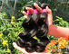 Gesundes 100% malaysische Menschenhaar-Webart-natürliches Schwarzes/dunkelbraun vom jungen Mädchen fournisseur